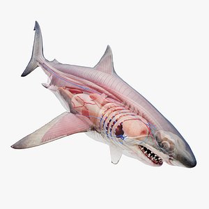 Great White Shark Anatomy Static 3D model