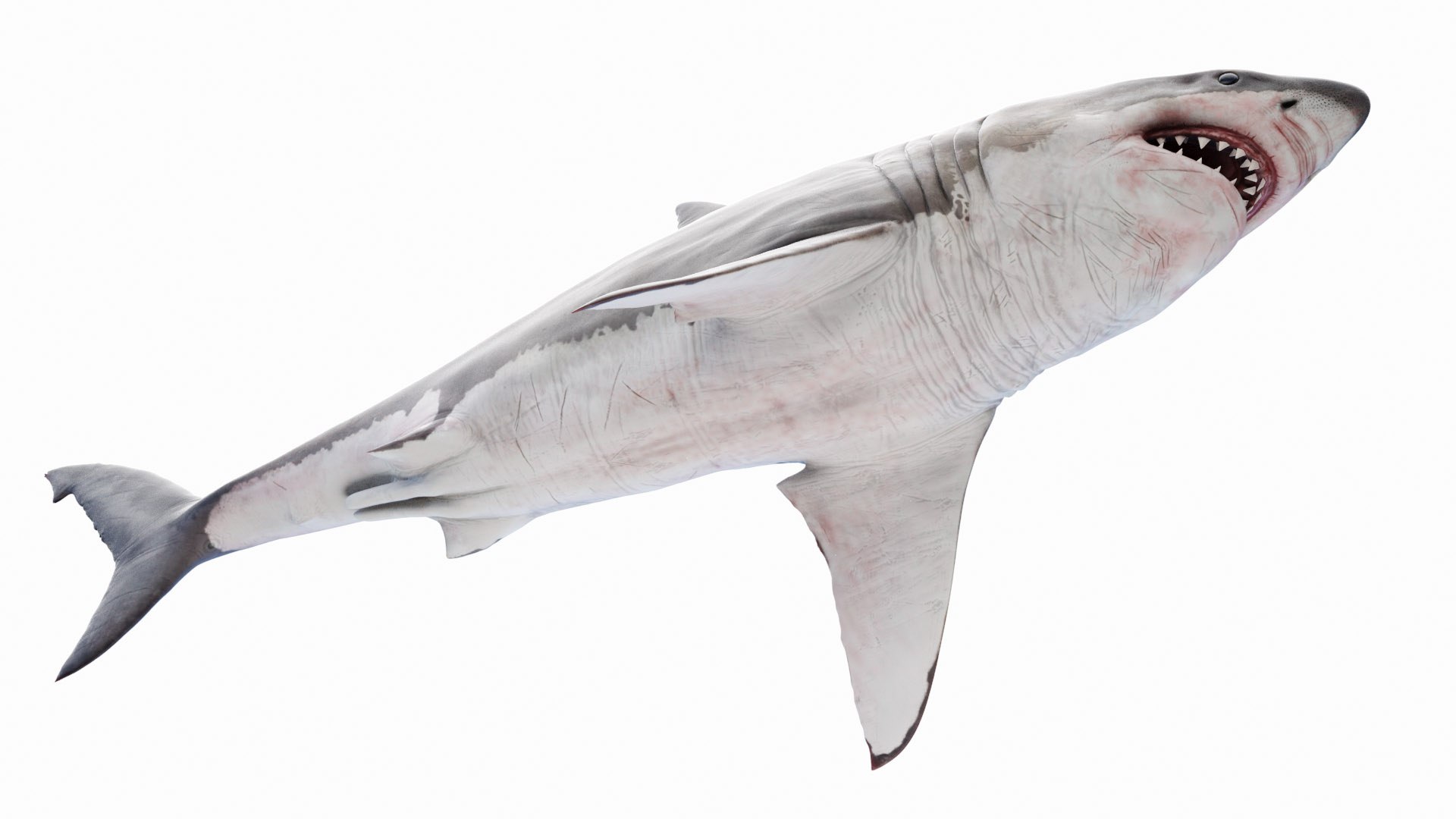 Great White Shark Anatomy Static 3D model https://p.turbosquid.com/ts-thumb/rD/emZFuw/mf/great_white_shark_anatomy_body0001/jpg/1672170605/1920x1080/fit_q87/39df51ae109382966977539a8b08d985c6c959c1/great_white_shark_anatomy_body0001.jpg