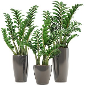 zamioculcas set plants 3D model