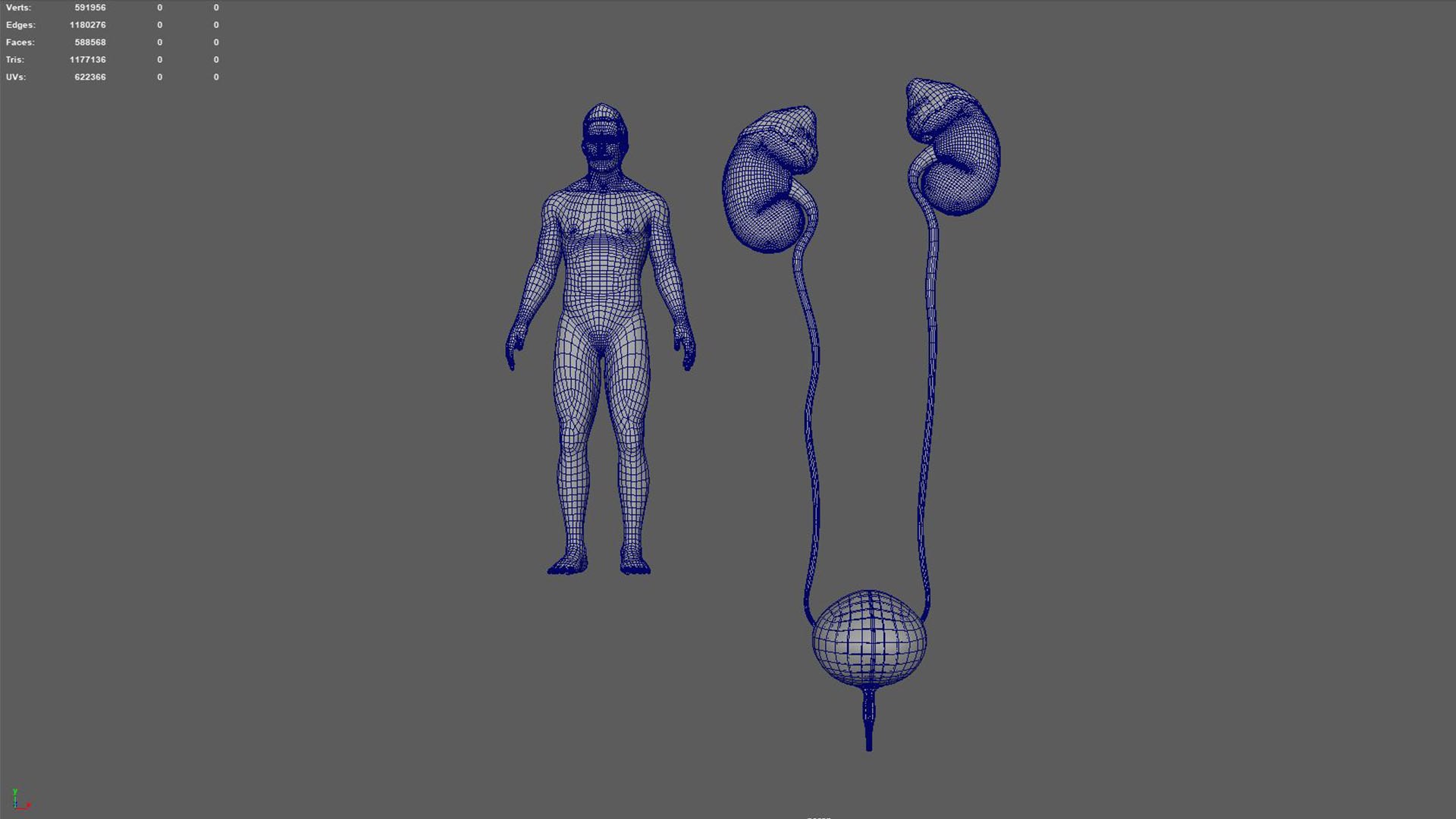 3D Human Natural Body With Kidney Model - TurboSquid 1891160
