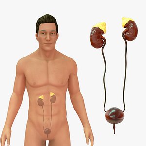 3D Human Natural body with Kidney model
