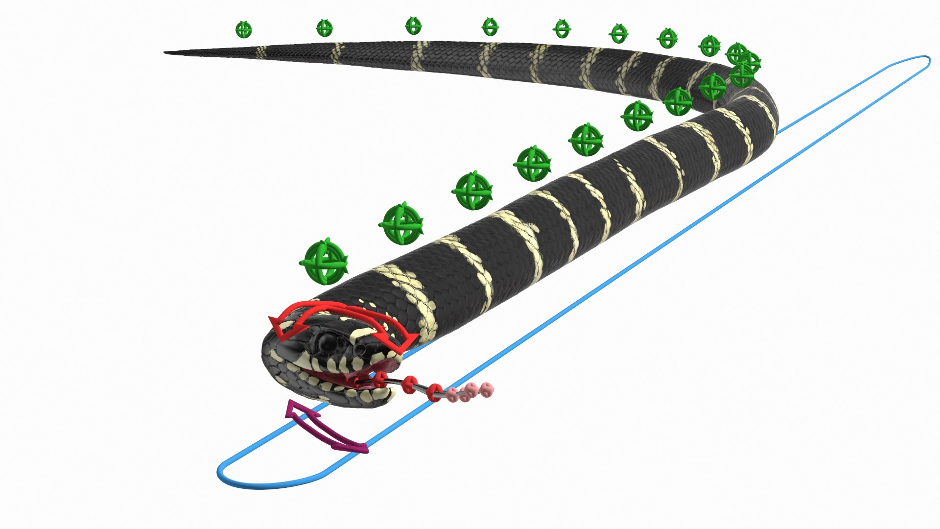 Eastern Kingsnake Rigged 3D model preview