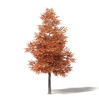 Alder 3D Model 8m