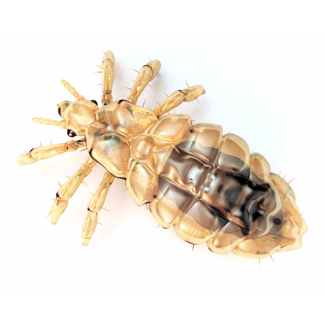 lwo louse https://p.turbosquid.com/ts-thumb/rE/EvrRyh/XVxZpYWe/louse003/jpg/1390281196/1920x1080/fit_q87/ec396ff57dfa6b8c4141231ddb0b6c96c13a1d3e/louse003.jpg