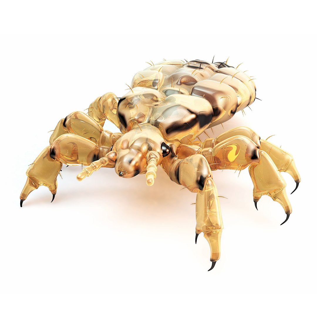 lwo louse https://p.turbosquid.com/ts-thumb/rE/EvrRyh/ed6h2s3w/louse002/jpg/1390281189/1920x1080/fit_q87/aadf2f291d472964b3271c5e4e07a6bc8a4a5af6/louse002.jpg