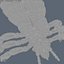 Louse