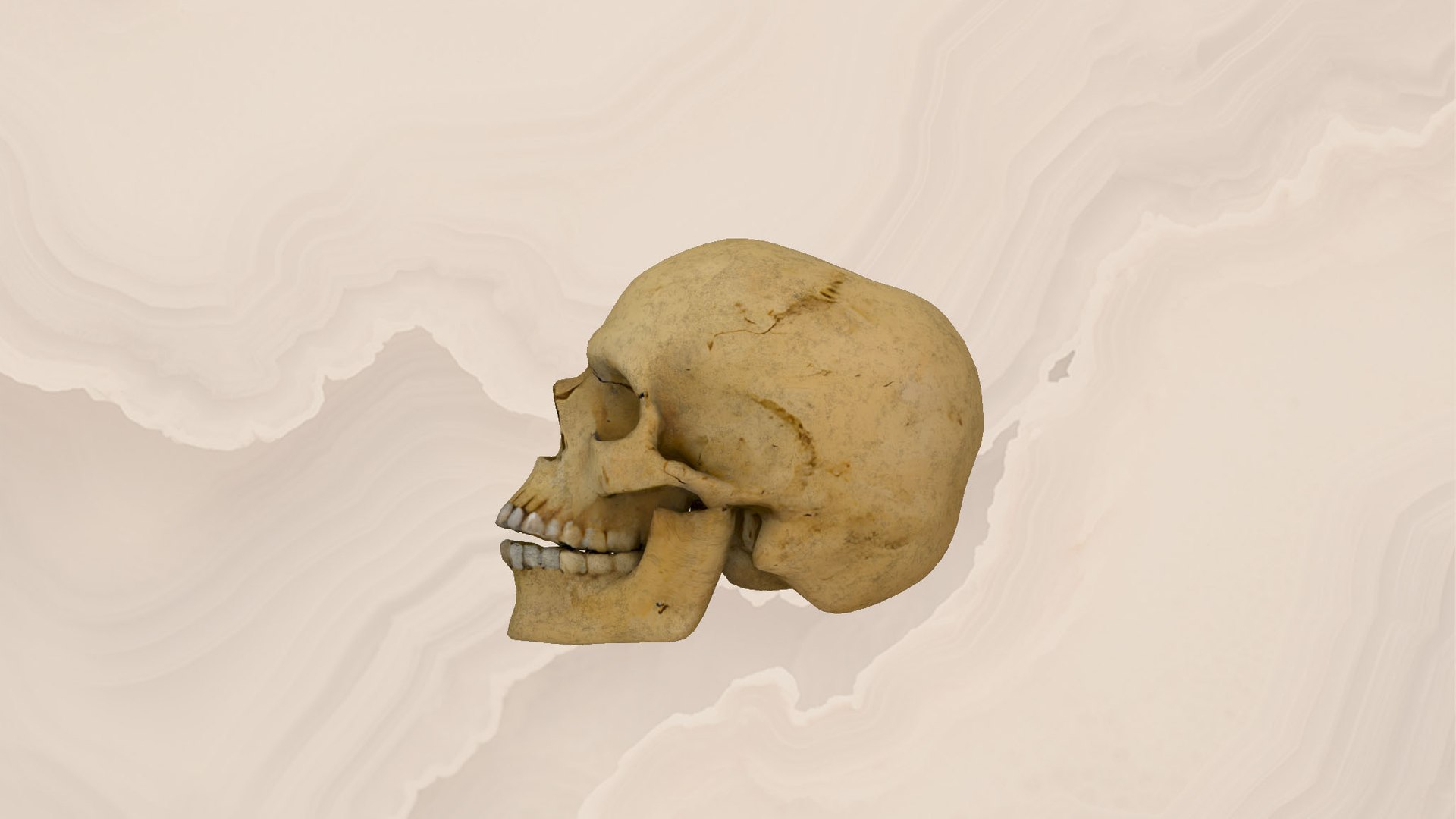 3D Skull Model - TurboSquid 2391095