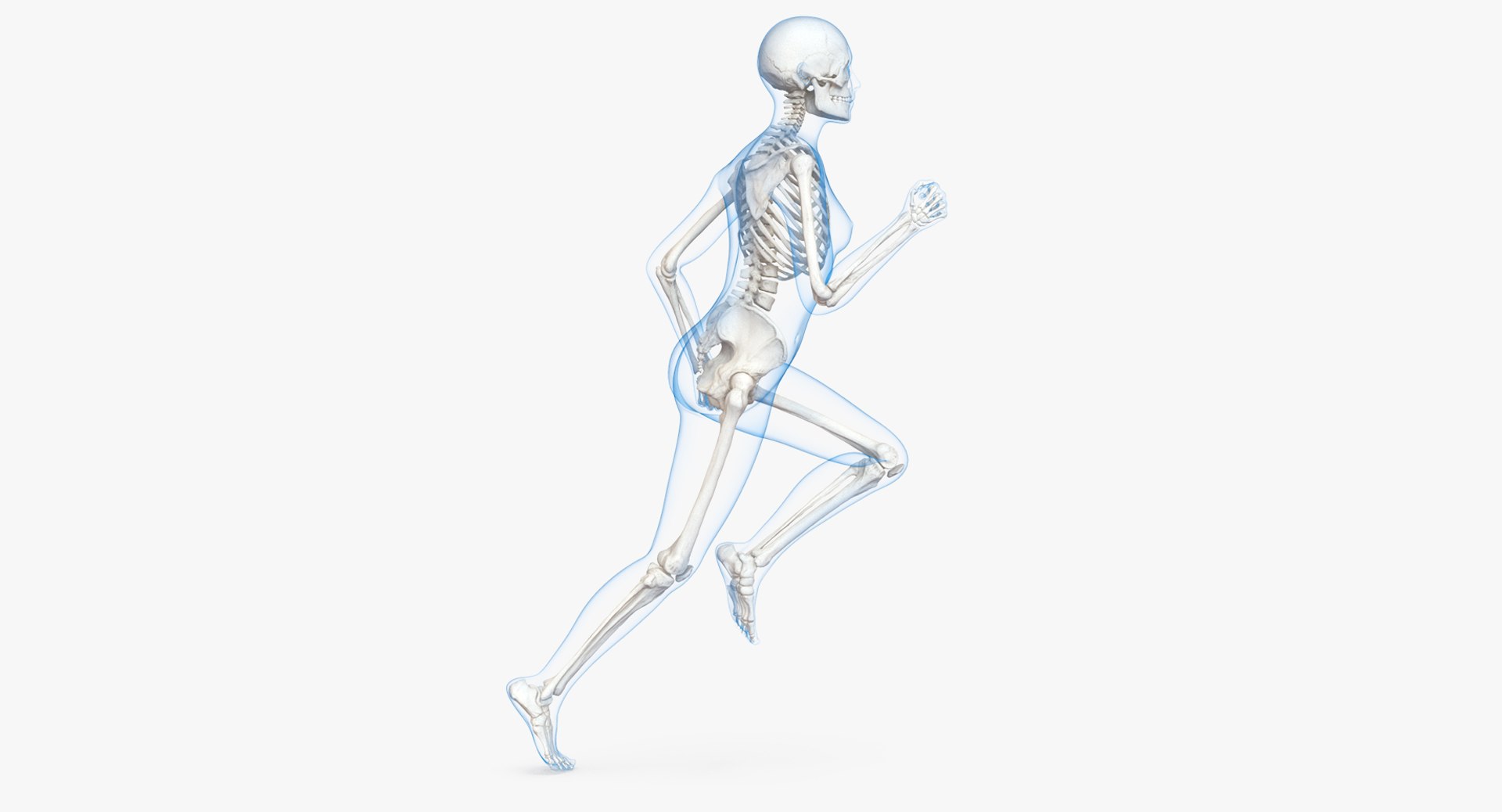 Female Body with Skeleton Running Pose 3D Model 3D model preview