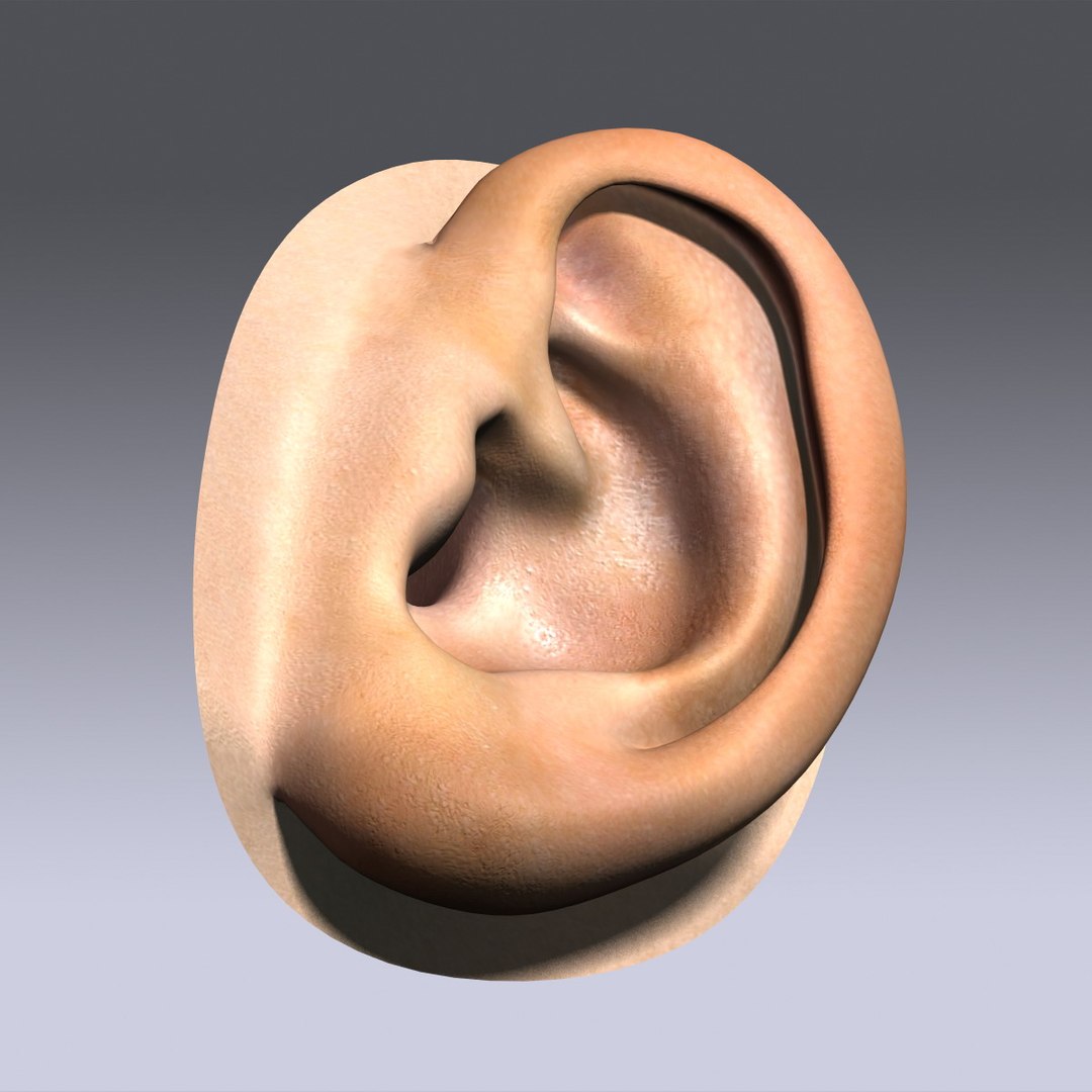 max human ear https://p.turbosquid.com/ts-thumb/rE/Zvo0ux/fdMzCfk6/image_06/jpg/1376337896/1920x1080/fit_q87/0db3fbe464f3a077d2037f56835fd12892d9aac6/image_06.jpg