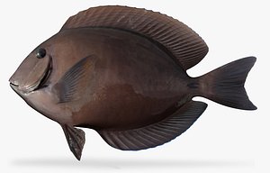 doctorfish fish 3D