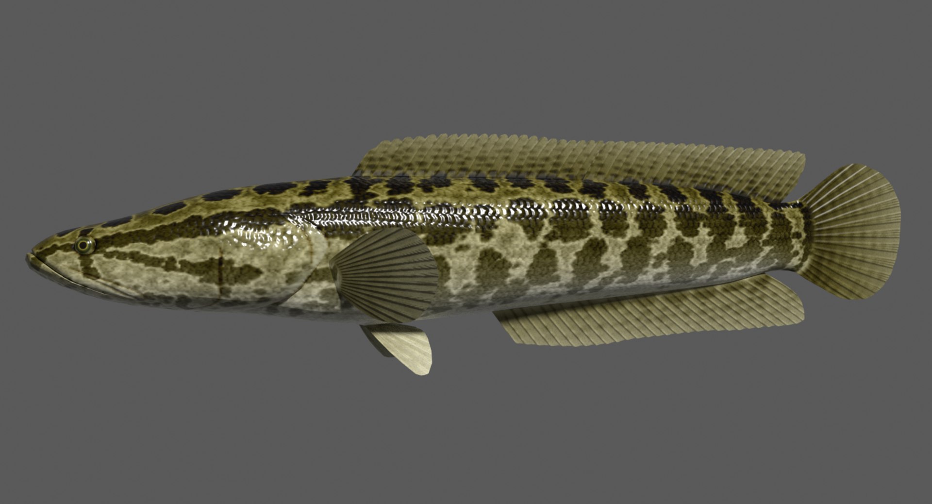 northern snakehead 3d model https://p.turbosquid.com/ts-thumb/rE/fsPWBL/15E37lqY/northernsnakeheadimage/png/1593740554/1920x1080/fit_q87/e28a4cdee569613ea383505bd9838a2ac029123e/northernsnakeheadimage.jpg