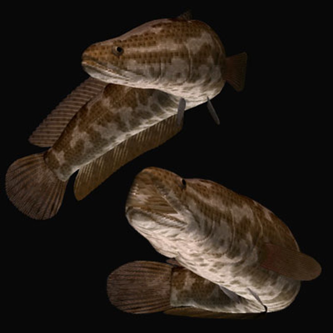 northern snakehead 3d model https://p.turbosquid.com/ts-thumb/rE/fsPWBL/1G2ETMUW/northernsnakeheada/jpg/1593740693/1920x1080/fit_q87/a8c6c51c220d6951d851620889a3d6f814356edd/northernsnakeheada.jpg