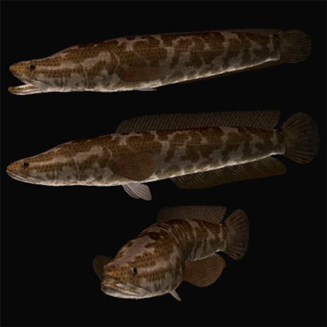 Northern Snakehead 3d Model