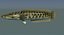 NorthernSnakehead