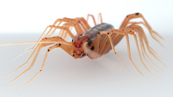 3d model centipede