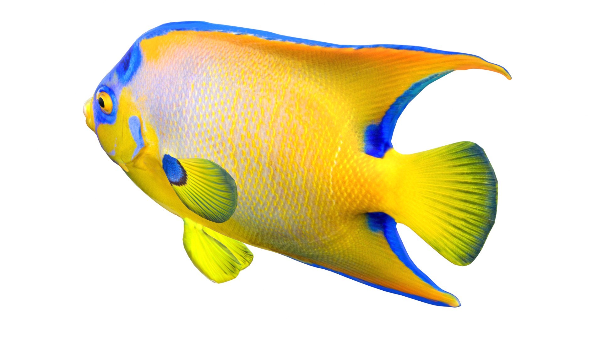 3D 50 Fish Sea Creature Collection v3 https://p.turbosquid.com/ts-thumb/rF/86stL2/Mn/2/jpg/1789210590/1920x1080/fit_q87/185e003600ae431e76a82f3f919565d8e19d18a4/2.jpg