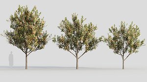 3D Loquat c