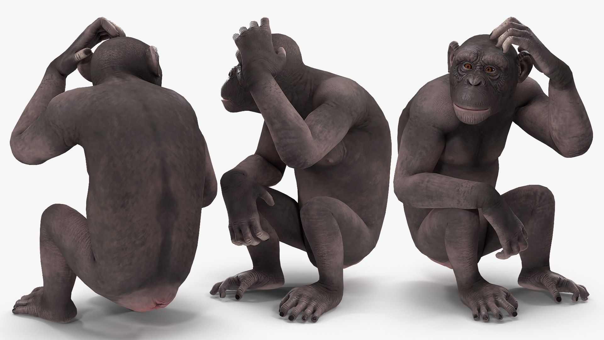 3D African Animals Collection 9 https://p.turbosquid.com/ts-thumb/rF/BW8xce/6z/africananimalscollection93dsmodel039/jpg/1617478052/1920x1080/fit_q87/53bdcac3c62989b7e1ffe3a4118b3de07d569b3d/africananimalscollection93dsmodel039.jpg