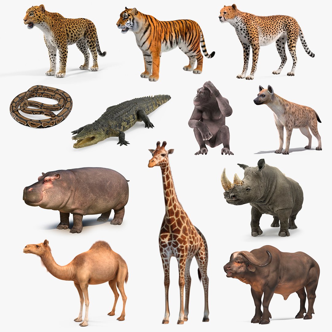 African Animals Collection 9 3D model preview