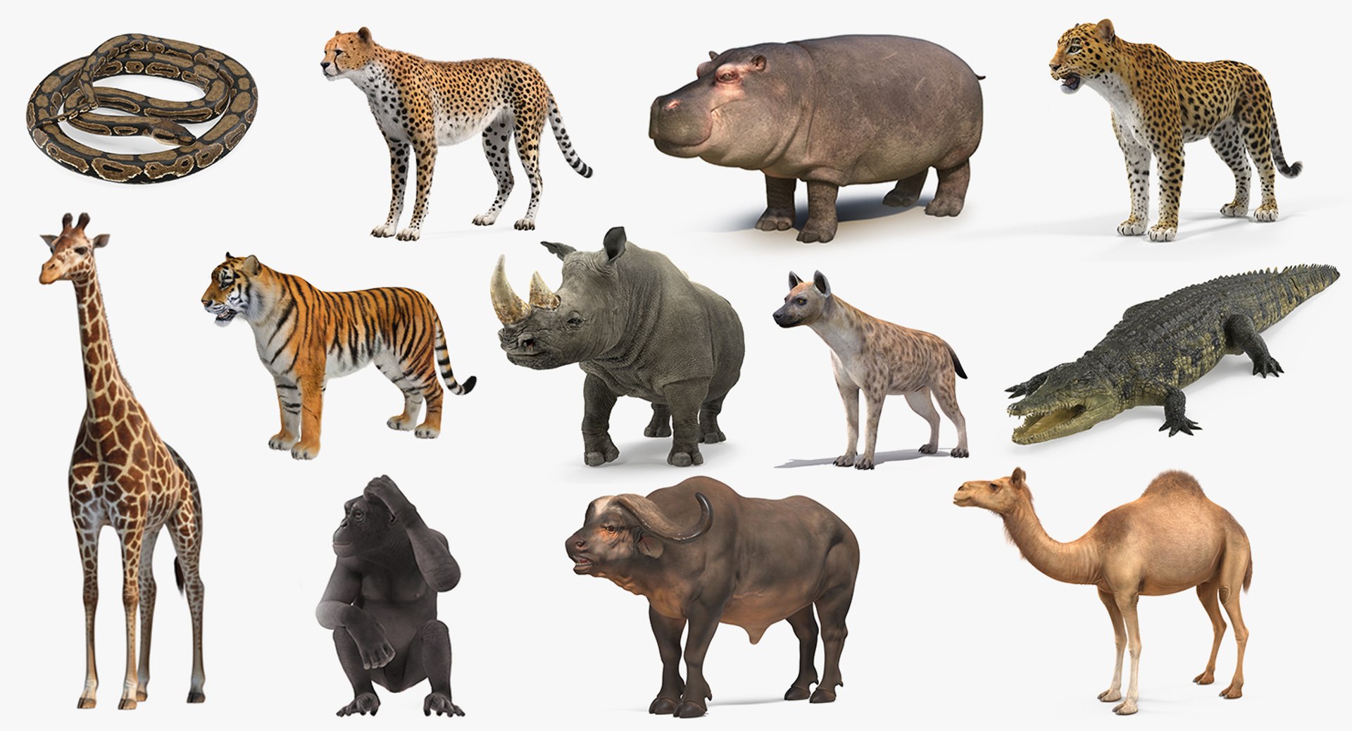 3D African Animals Collection 9 https://p.turbosquid.com/ts-thumb/rF/BW8xce/Lm/africananimalscollection93dsmodel001/jpg/1617477957/1920x1080/fit_q87/5f2a63b6e0915444d2656beb04b08679340676cd/africananimalscollection93dsmodel001.jpg