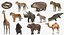 Collection d'animaux africains 9