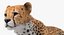 Collection d'animaux africains 9