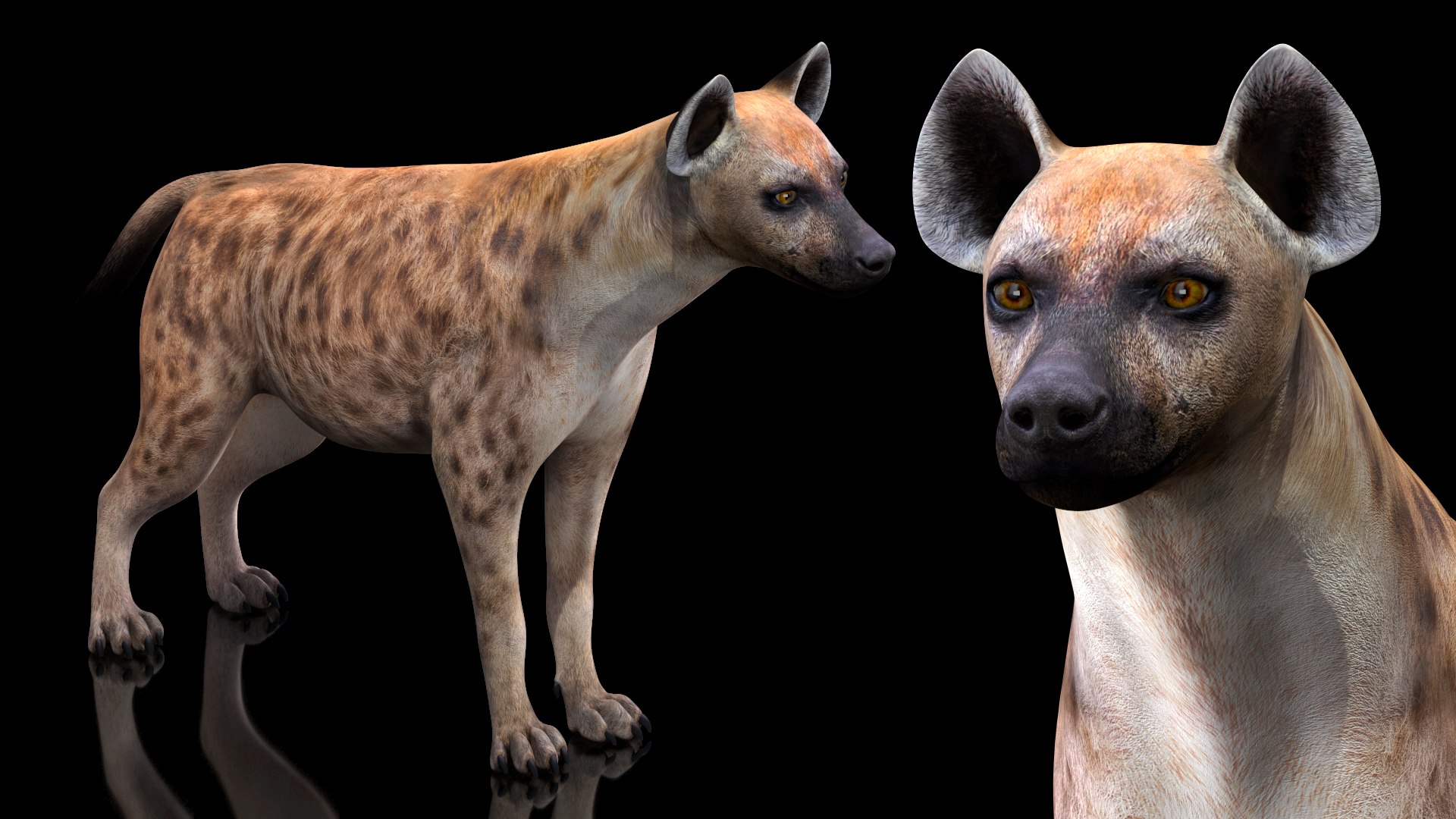 3D African Animals Collection 9 https://p.turbosquid.com/ts-thumb/rF/BW8xce/VF/africananimalscollection93dsmodel006/jpg/1617477952/1920x1080/fit_q87/5e038058e4aebbe8e0879baf7c48e0b956c44867/africananimalscollection93dsmodel006.jpg