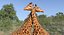 Collection d'animaux africains 9