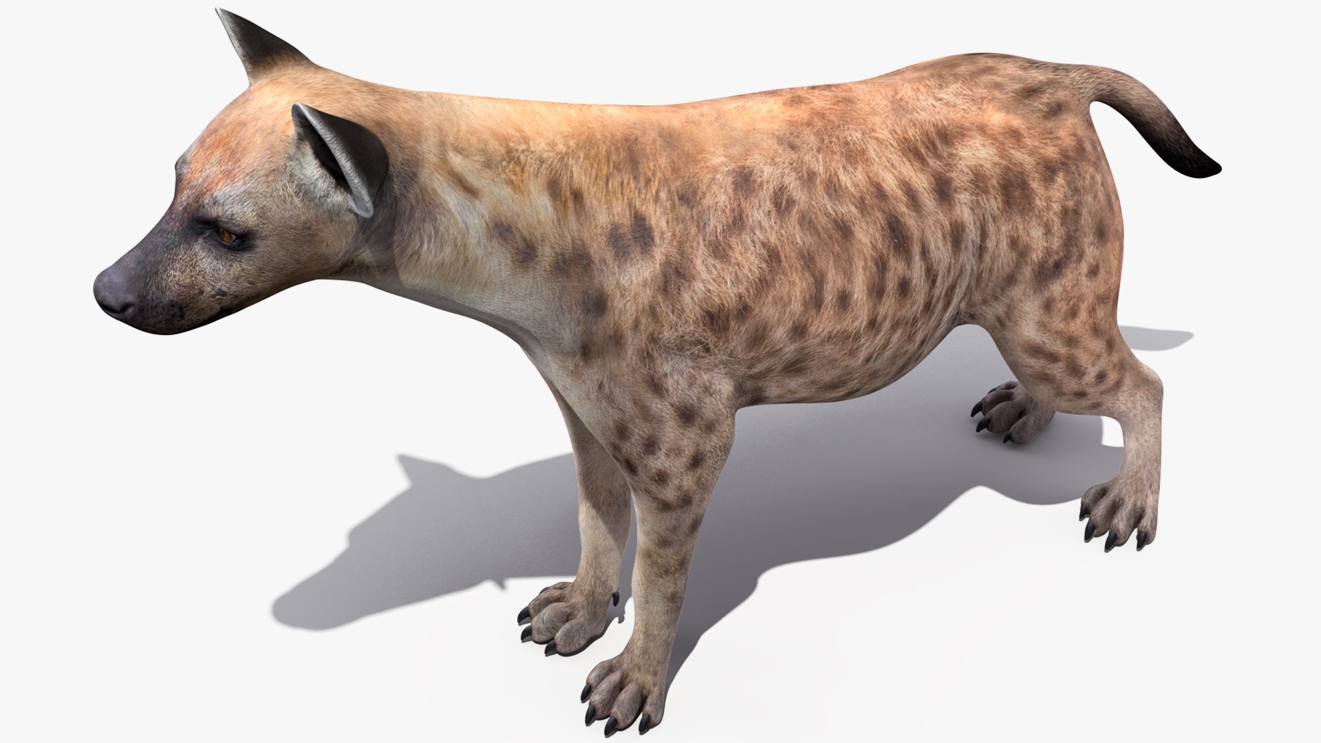 3D African Animals Collection 9 https://p.turbosquid.com/ts-thumb/rF/BW8xce/wv/africananimalscollection93dsmodel007/jpg/1617477952/1920x1080/fit_q87/737e9d0c28828a5ba9fd281d9270fc8e4257faa0/africananimalscollection93dsmodel007.jpg