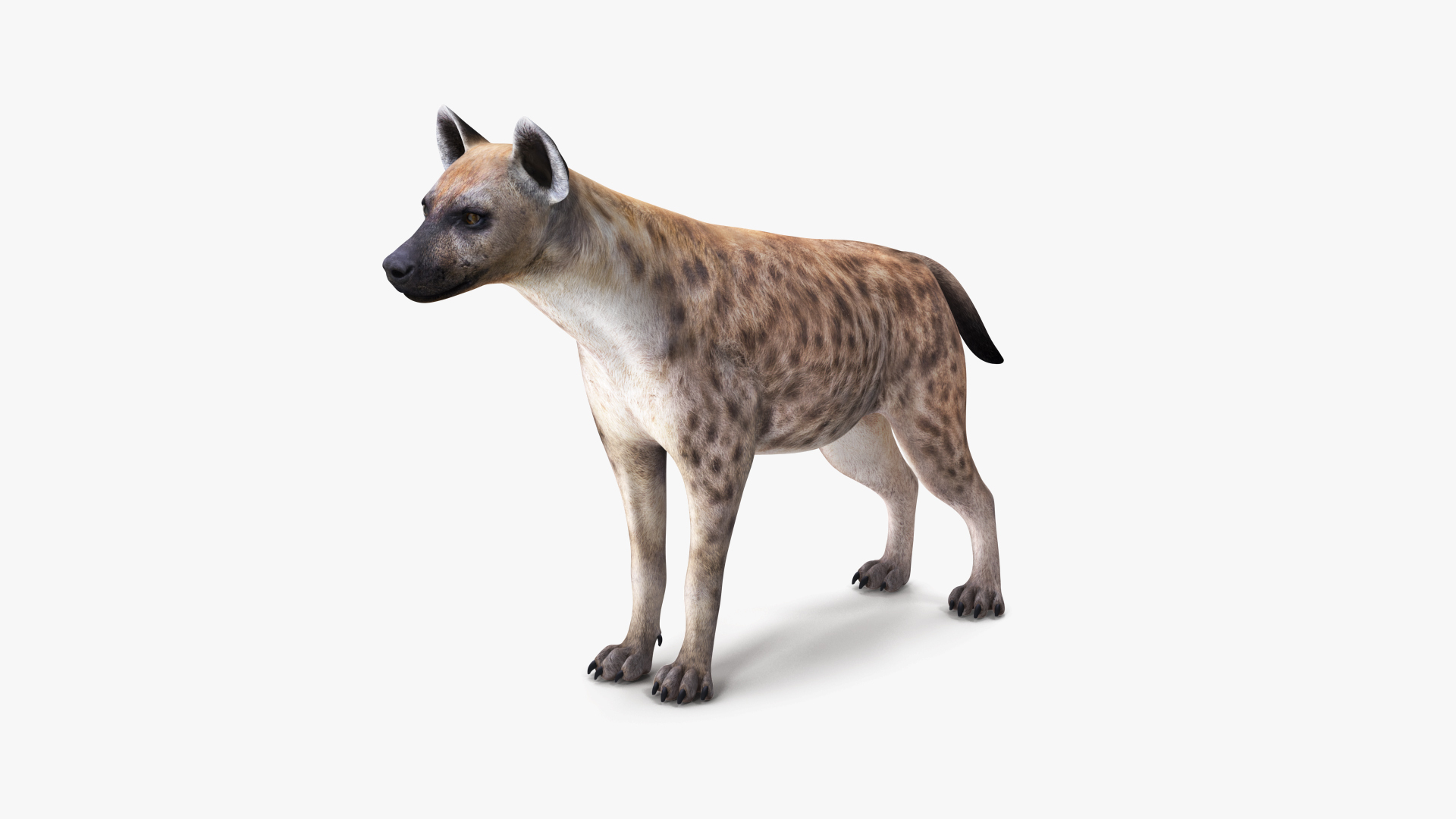 3D African Animals Collection 9 https://p.turbosquid.com/ts-thumb/rF/BW8xce/zk/hyena_360/jpg/1617456363/1920x1080/turn_fit_q99/3c1e7cd29aa273539674972c58550103fc3bf7a7/hyena_360-1.jpg