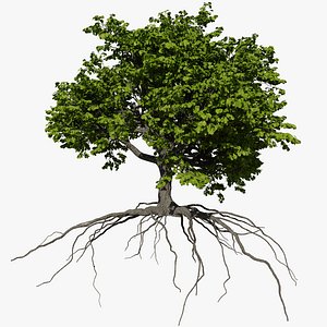 Oak Tree 3D Models for Download | TurboSquid