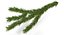 Christmas Fir Branch 3