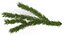 Christmas Fir Branch 3