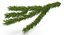 Christmas Fir Branch 3