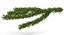Christmas Fir Branch 3