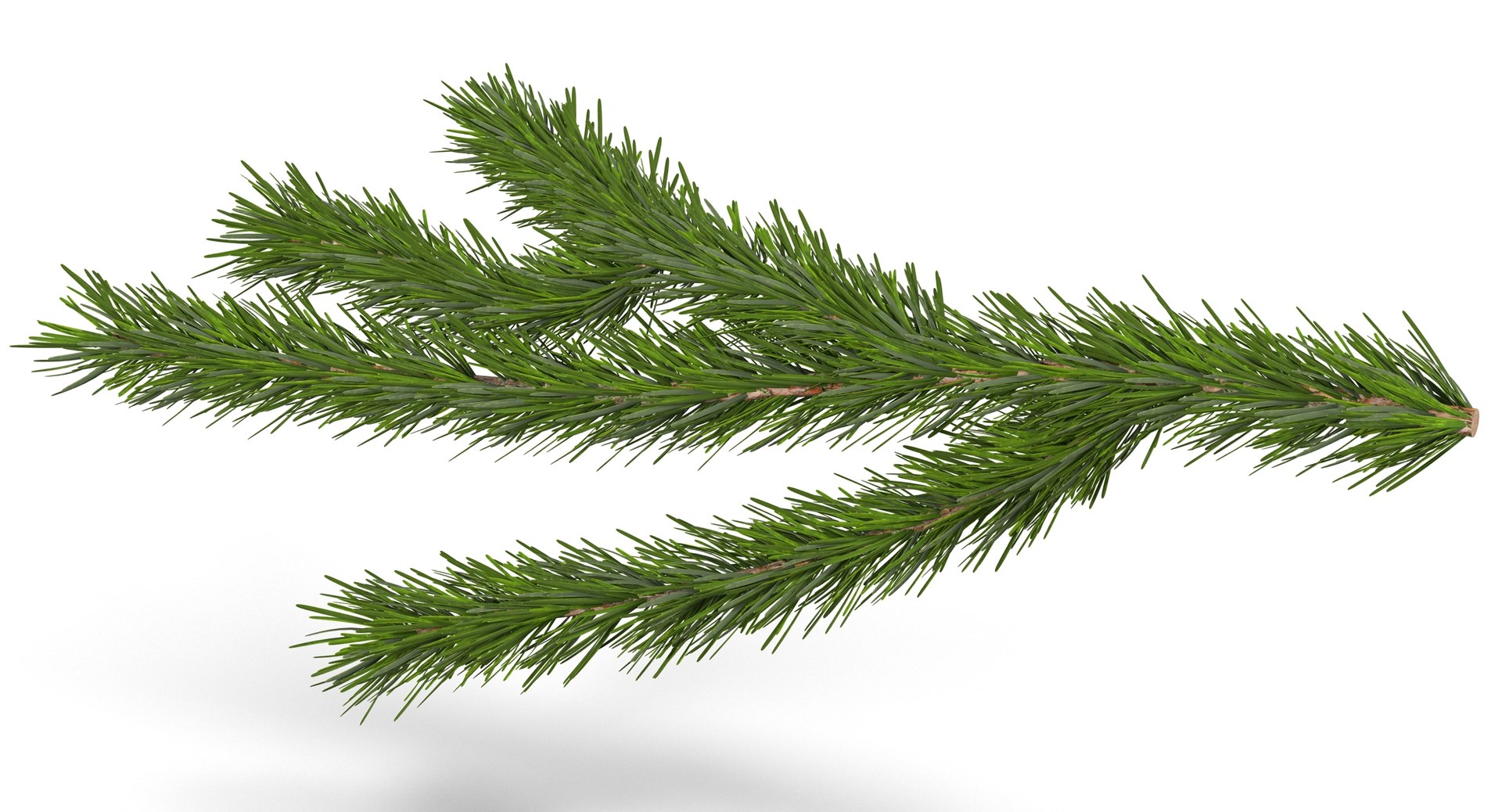 3d christmas fir branch 3 https://p.turbosquid.com/ts-thumb/rF/PG1i9q/jFb1PINE/christmastree_0072/jpg/1476341030/1920x1080/fit_q87/5e9b5c46d3169df1edaaf09ccbfdeb9081049ba0/christmastree_0072.jpg