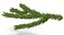 Christmas Fir Branch 3