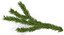 Christmas Fir Branch 3