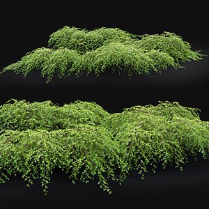 bush shrub nature 3D