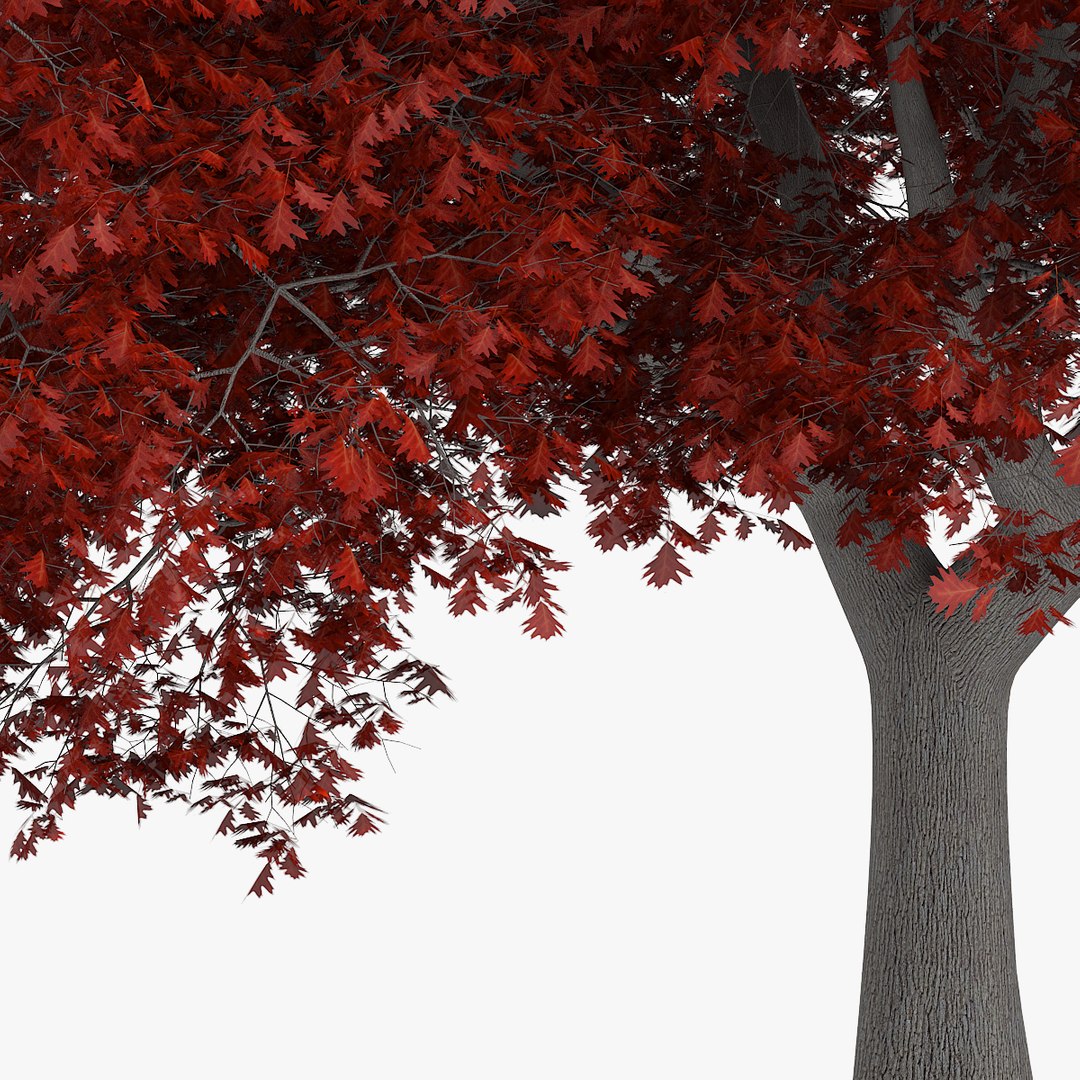 3d Model Northern Red Oak 10m