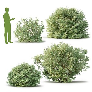 White dogwood Cornus alba Variegata model