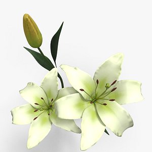 3D model White Lilies
