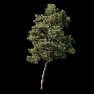 3D pinus brutia pines corona model