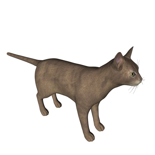 3D abyssinian cat