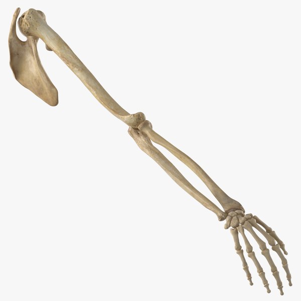 human_arm_scapula_and_clavicle_bones_anatomy_01_square_0000.jpg