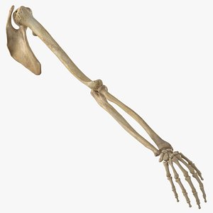 Real Human Arm Scapula and Clavicle Bones Anatomy 01