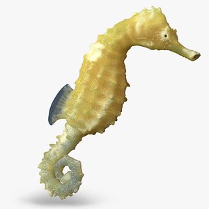 Seahorse