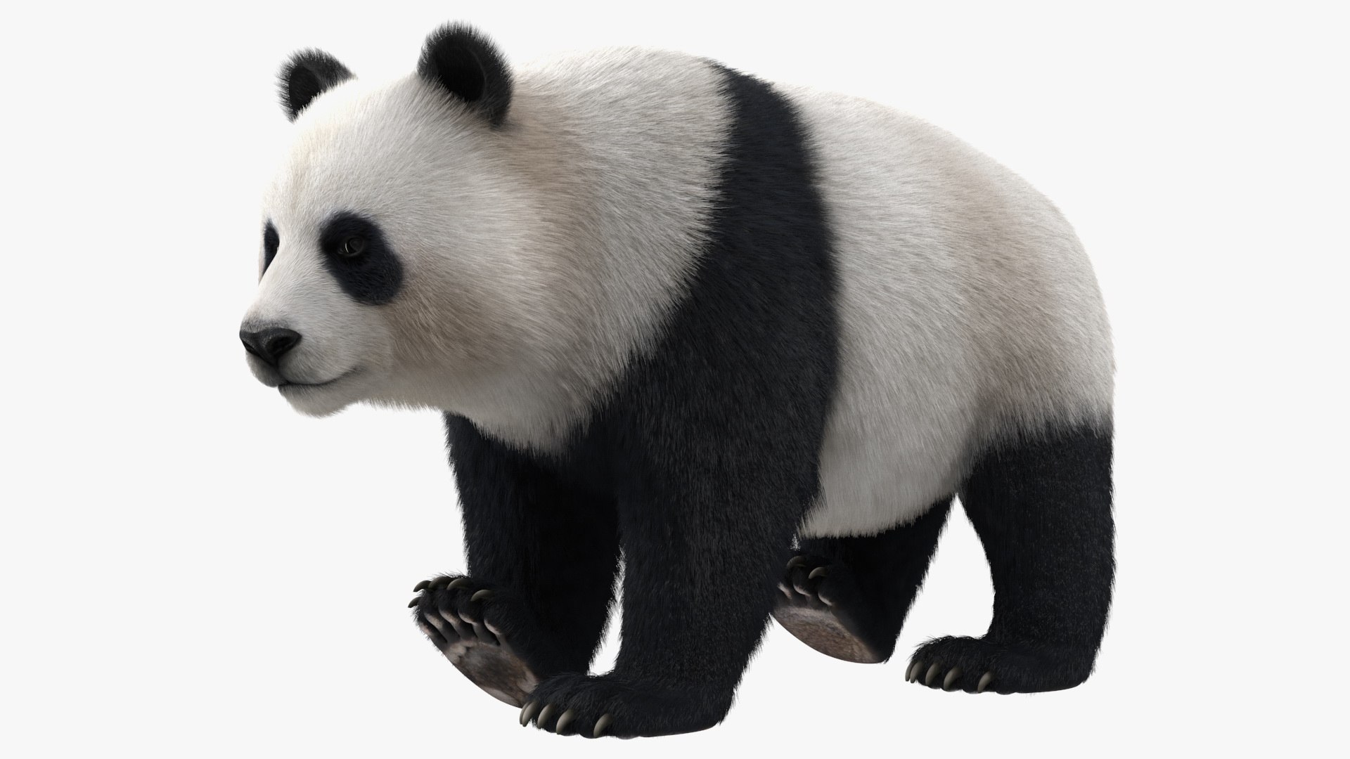 Giant Panda Fur Rigged 3D model preview