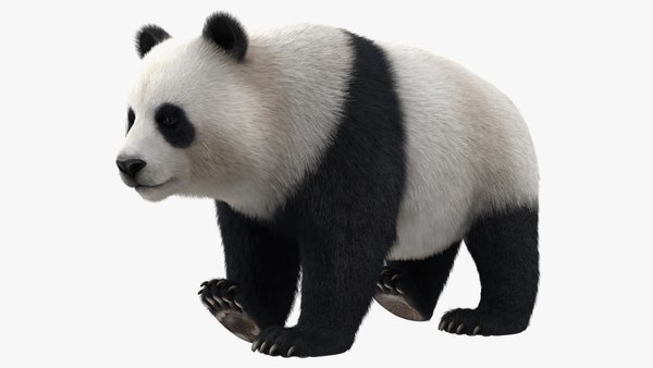 Desenho realista do panda gigante · Creative Fabrica