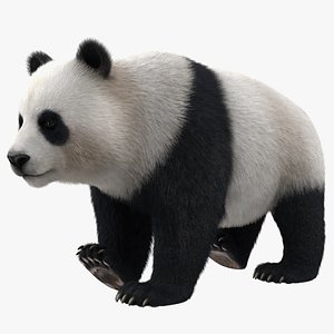 3D model Giant Panda Fur Rigged